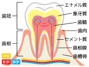 歯の断面図