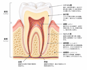 歯の構造