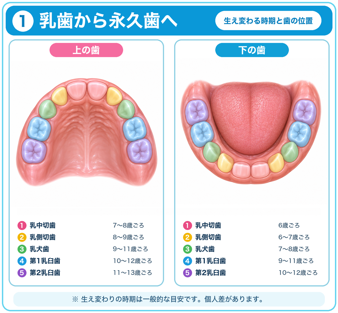乳歯から永久歯へ生え変わる時期と順番の目安