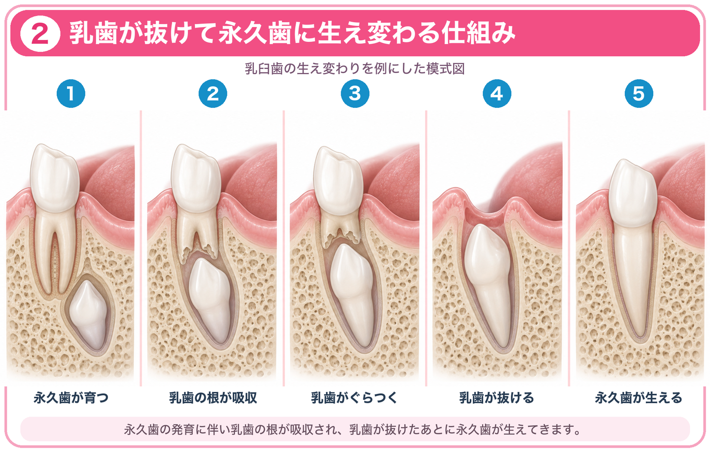 乳歯が抜けて永久歯に生え変わる仕組み